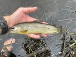 Arizona’s Apache trout was removed from the endangered species list in 2024 after decades of habitat protection and nonnative fish control. Thirty genetically pure populations now remain, but small population sizes, wildfire risk, and the species’ limited range mean continued conservation management is essential.