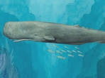 A sperm whale is the only one of the species that can theoretically swallow a person whole, though no whale has ever been known to.