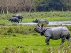 The Indian Rhino Vision 2020 (IRV2020) was launched in 2005 to push up the population to 3,000 across seven protected areas in Assam. Today, the count exceeds 3,200, with Kaziranga alone housing 2,600. (@narendramodi X/ANI)