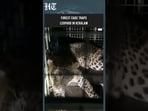 Keralam: Leopard Trapped In Cage After Repeatedly Entering Residential Areas