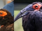 A hornbill with a broken beak received 3D-printed replacements and began using them on the day of surgery.