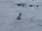 An AirTag helped rescuers locate a dog that went missing in Alaska’s mountains after an avalanche injured two climbers.