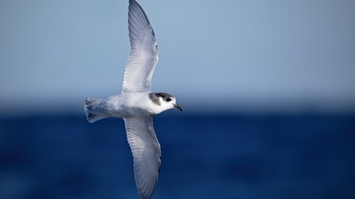 Blue petrels returned to Macquarie Island’s main island after invasive predators were removed, growing by an estimated 14% annually. By 2018, surveys recorded about 5,588 breeding pairs, but the birds still occupied a limited range, showing that population growth does not necessarily mean full recovery. (Wikimedia Commons) Blue petrels returned to Macquarie Island’s main island after invasive predators were removed, growing by an estimated 14% annually. By 2018, surveys recorded about 5,588 breeding pairs, but the birds still occupied a limited range, showing that population growth does not necessarily mean full recovery. (Wikimedia Commons)