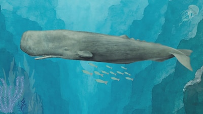 A sperm whale is the only one of the species that can theoretically swallow a person whole, though no whale has ever been known to. (Featured image: HT/Made on Canva) A sperm whale is the only one of the species that can theoretically swallow a person whole, though no whale has ever been known to. (Featured image: HT/Made on Canva)