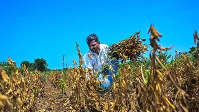With drought declared across all 10 talukas of Latur, the administration has banned use of crop residue as industrial fuel and prohibited the sale and transportation of fodder outside the district. ((PIC FOR REPRESENTATION)) With drought declared across all 10 talukas of Latur, the administration has banned use of crop residue as industrial fuel and prohibited the sale and transportation of fodder outside the district. ((PIC FOR REPRESENTATION))