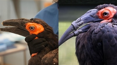 A hornbill with a broken beak received 3D-printed replacements and began using them on the day of surgery. (Instagram/artis.amsterdam) A hornbill with a broken beak received 3D-printed replacements and began using them on the day of surgery. (Instagram/artis.amsterdam)