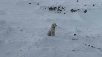 An AirTag helped rescuers locate a dog that went missing in Alaska’s mountains after an avalanche injured two climbers. (Facebook/Lauren Joy Padawer) An AirTag helped rescuers locate a dog that went missing in Alaska’s mountains after an avalanche injured two climbers. (Facebook/Lauren Joy Padawer)