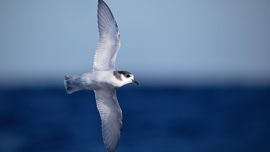 Blue petrels returned to Macquarie Island’s main island after invasive predators were removed, growing by an estimated 14% annually. By 2018, surveys recorded about 5,588 breeding pairs, but the birds still occupied a limited range, showing that population growth does not necessarily mean full recovery.