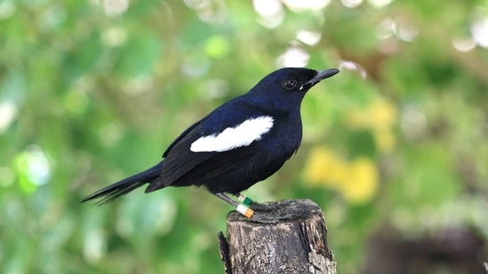 The Seychelles magpie-robin grew from just 12 birds on Frégate in 1960 to about 280 across five islands by 2015. Predator control, habitat restoration, feeding, nest boxes and translocations supported recovery, but differing island outcomes show why continued monitoring is essential. (Wikimedia Commons)