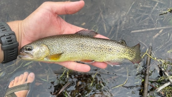 Arizona’s Apache trout was removed from the endangered species list in 2024 after decades of habitat protection and nonnative fish control. Thirty genetically pure populations now remain, but small population sizes, wildfire risk, and the species’ limited range mean continued conservation management is essential.