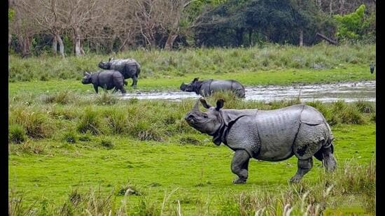 The Indian Rhino Vision 2020 (IRV2020) was launched in 2005 to push up the population to 3,000 across seven protected areas in Assam. Today, the count exceeds 3,200, with Kaziranga alone housing 2,600. (@narendramodi X/ANI)