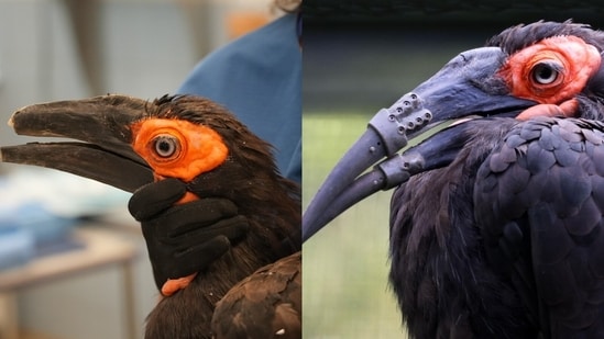 A hornbill with a broken beak received 3D-printed replacements and began using them on the day of surgery.