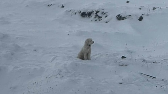 An AirTag helped rescuers locate a dog that went missing in Alaska’s mountains after an avalanche injured two climbers. (Facebook/Lauren Joy Padawer)