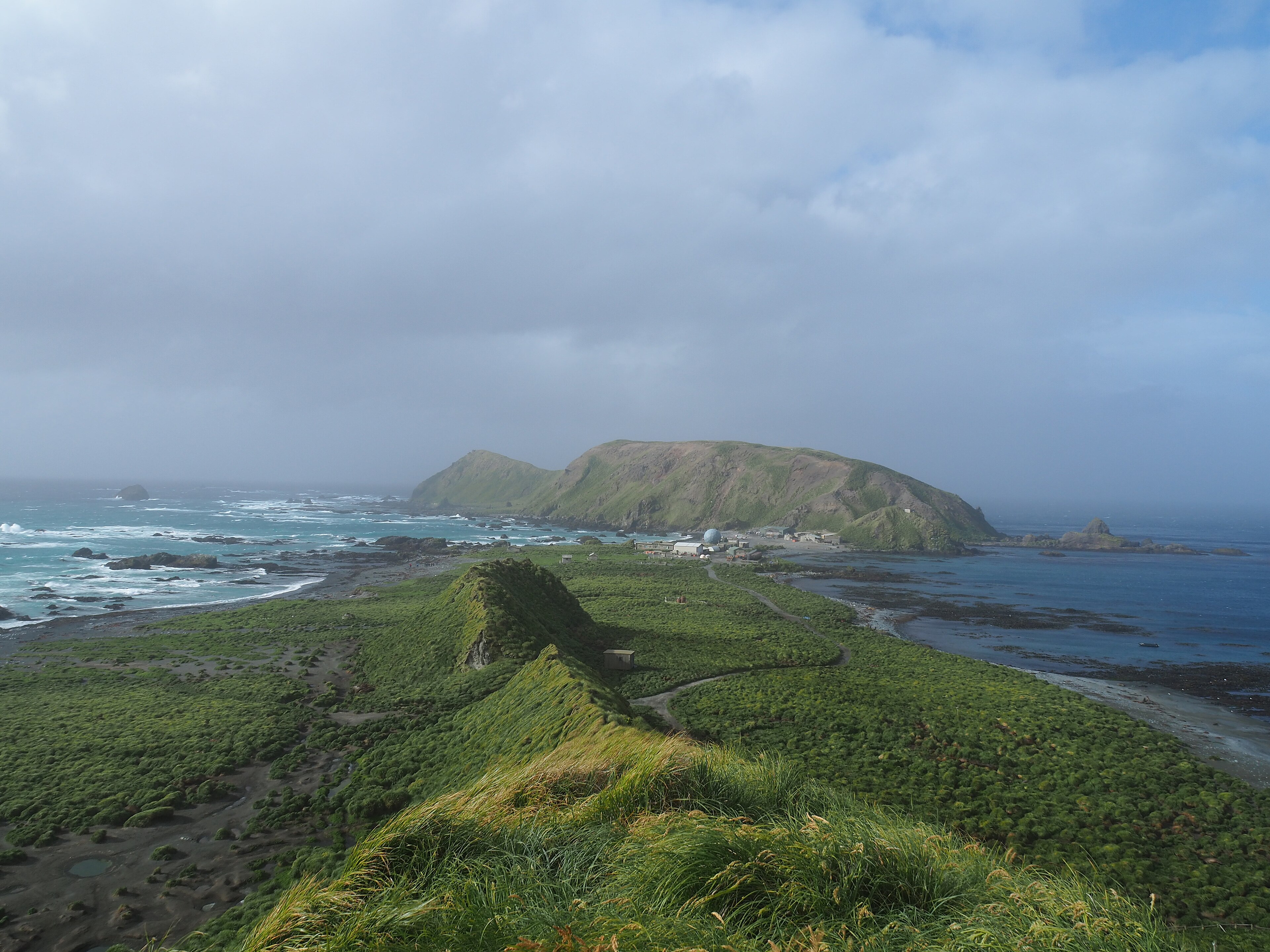 Removing invasive animals helped restore vegetation and create better conditions for native seabirds on Macquarie Island. (Wikimedia Commons)
