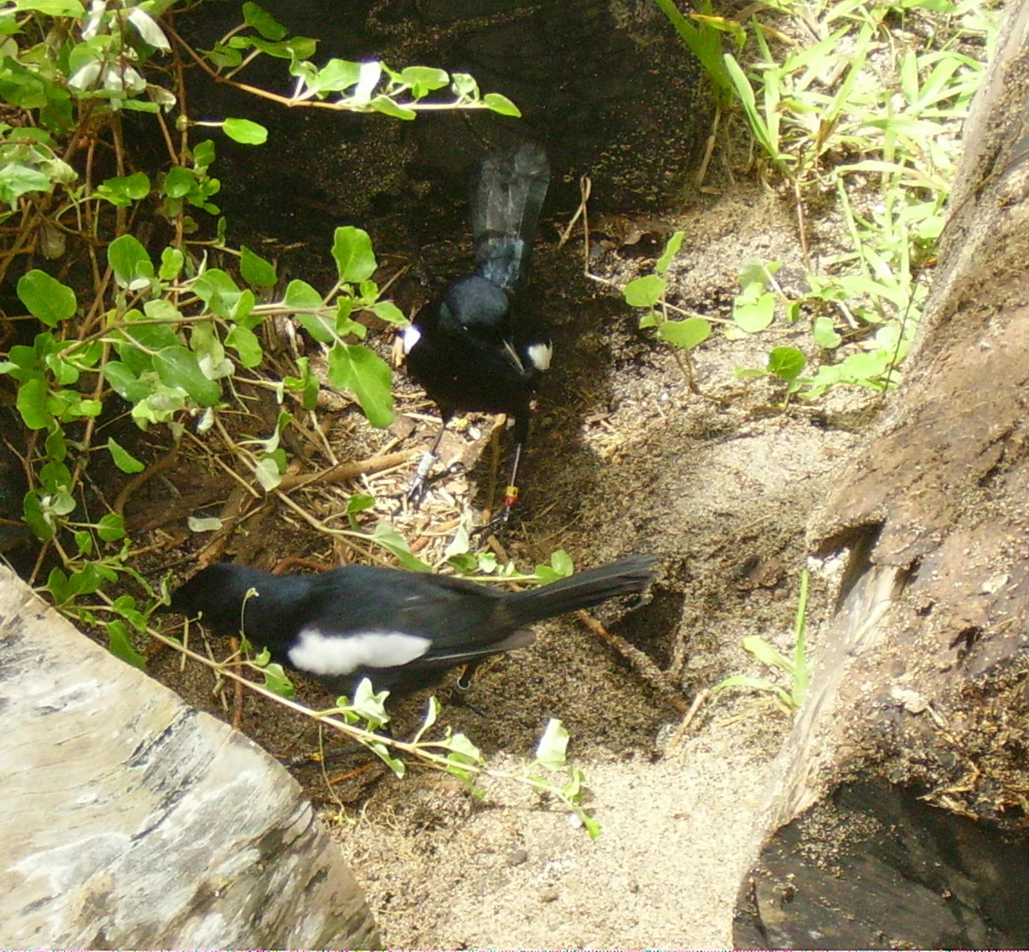 A 2025 census recorded more than 200 Seychelles magpie-robins and 54 occupied territories on Frégate Island. The count is not a total for all five islands. Earlier recovery efforts brought the species to about 280 birds across five islands by 2015, but populations have had mixed results. (Wikimedia Commons) A 2025 census recorded more than 200 Seychelles magpie-robins and 54 occupied territories on Frégate Island. The count is not a total for all five islands. Earlier recovery efforts brought the species to about 280 birds across five islands by 2015, but populations have had mixed results. (Wikimedia Commons)