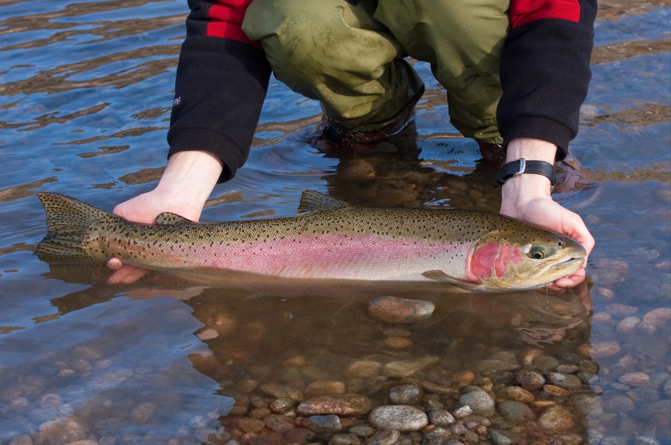 One major threat came from rainbow trout, which interbreed with Apache trout and dilute their genetic identity. (Wikimedia Commons) One major threat came from rainbow trout, which interbreed with Apache trout and dilute their genetic identity. (Wikimedia Commons)