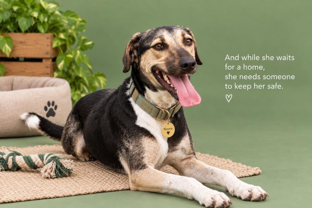 Noorie is an extremely affectionate two-year-old female.