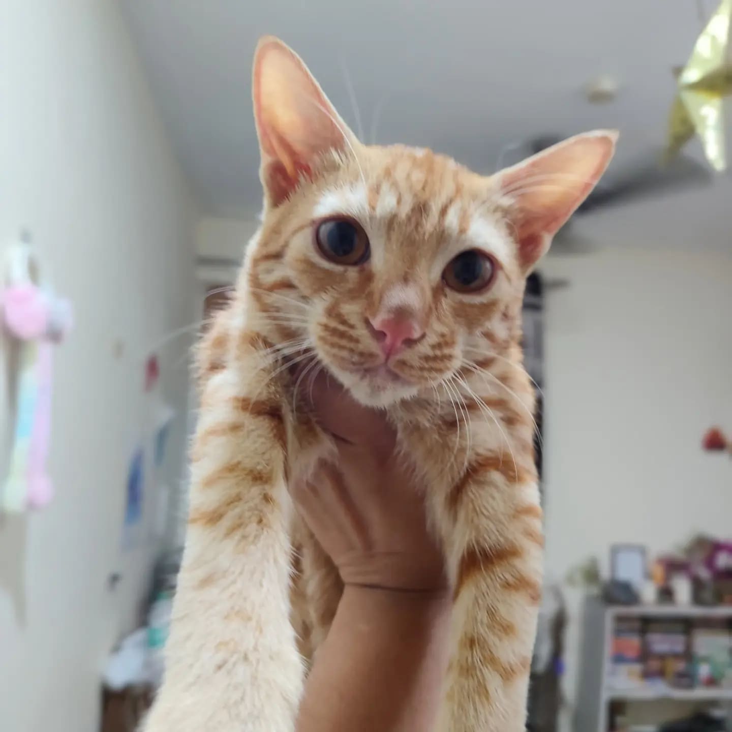 Tiny is an adorable five-month-old female cat.