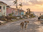 After Irma, Barbuda was left deserted, and animals were left without their owners.(AI-generated/ChatGPT)