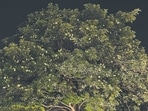 The Saptaparni -- planted in most corners of New Delhi -- is a tough tree, resistant to pollution and rich in medicinal properties.