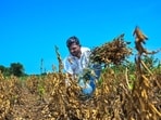 With drought declared across all 10 talukas of Latur, the administration has banned use of crop residue as industrial fuel and prohibited the sale and transportation of fodder outside the district. ((PIC FOR REPRESENTATION))