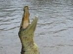 Steven Hamilton, 71, was killed by an alligator while fishing at a pond in Winter Garden, Florida.