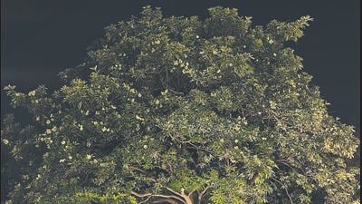 The Saptaparni -- planted in most corners of New Delhi -- is a tough tree, resistant to pollution and rich in medicinal properties. The Saptaparni -- planted in most corners of New Delhi -- is a tough tree, resistant to pollution and rich in medicinal properties.