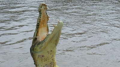 Steven Hamilton, 71, was killed by an alligator while fishing at a pond in Winter Garden, Florida. (Unsplash/ representative image) Steven Hamilton, 71, was killed by an alligator while fishing at a pond in Winter Garden, Florida. (Unsplash/ representative image)