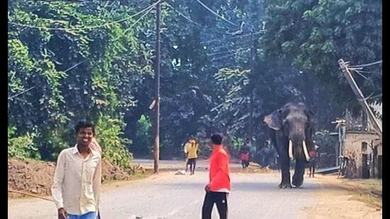 An elephant brought for the famous Ramnagar Ramlila went out of control near Panchvati ground in Varanasi on Sunday. (Rajesh Singh/HT)