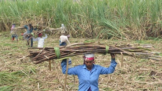 Prices are rising again ahead of festivals amid concerns that El Nino could hurt sugarcane yields in the 2026-27 crop season, which runs from October to September. (HT PHOTO)