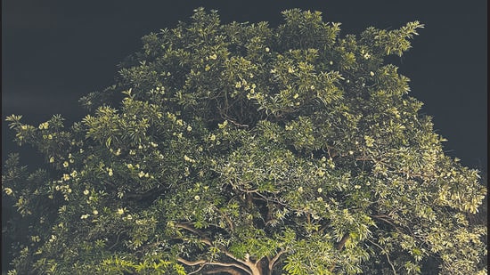 The Saptaparni -- planted in most corners of New Delhi -- is a tough tree, resistant to pollution and rich in medicinal properties.