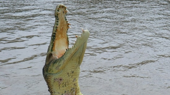 Steven Hamilton, 71, was killed by an alligator while fishing at a pond in Winter Garden, Florida.