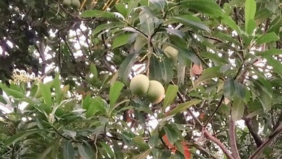 মানুষের ‘ভবলীলা সাঙ্গ’ করতে সিদ্ধহস্ত এই গাছ, দূরে থাকুন সর্বদা (সৌজন্যে এক্স ) মানুষের ‘ভবলীলা সাঙ্গ’ করতে সিদ্ধহস্ত এই গাছ, দূরে থাকুন সর্বদা (সৌজন্যে এক্স )