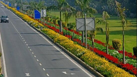 The bulbs are generally planted in December, with the flowers beginning to bloom towards the end of January. (File photo)