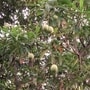 মানুষের ‘ভবলীলা সাঙ্গ’ করতে সিদ্ধহস্ত এই গাছ, দূরে থাকুন সর্বদা(সৌজন্যে এক্স )