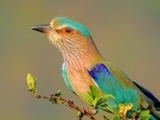 Indian Roller’s status has been proposed as ‘vulnerable’. (Shantanu_Kuveskar)