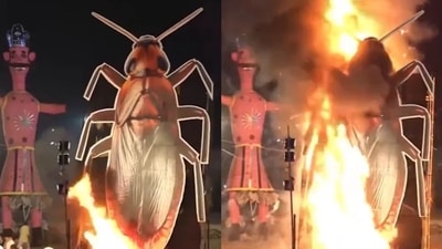 30-foot cockroach effigy burnt during Ravana Dahan in Delhi. 30-foot cockroach effigy burnt during Ravana Dahan in Delhi.