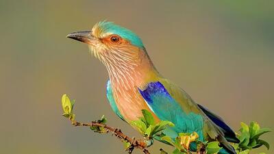 Indian Roller’s status has been proposed as ‘vulnerable’. (Shantanu_Kuveskar) Indian Roller’s status has been proposed as ‘vulnerable’. (Shantanu_Kuveskar)