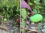 A vivid green cassowary egg at Australia's Adelaide Zoo. 