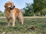 Researchers found that dog feces can produce hydrogen and methane through biological processing. But in tests, single-stage digestion of untreated wet waste offered the best economic balance.