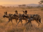 About 2,560 miles on foot: The record trek of three African wild dog brothers.(AI-generated/ChatGPT)