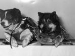 Veterok and Ugolyok spent 22 days aboard Cosmos 110 in 1966, completing 330 Earth orbits. Monitoring and post-flight examinations documented radiation exposure, coordination difficulties, elevated pulse rates, dehydration, and other changes, showing that survival alone could not reveal the full effects of prolonged spaceflight.