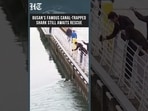 South Korea: Authorities Make Third Attempt To Rescue Shark Trapped In Busan Canal