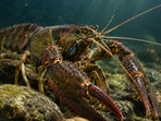 Brought in for fishing in the 1960s, the signal crayfish now threatens Sweden's native noble crayfish.