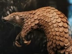 Armored in pinecone-like scales, pangolins are poached more than any other mammal.