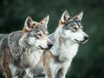 Isle Royale’s wolf comeback began with 19 animals and a five-year test.(Representational/Unsplash)