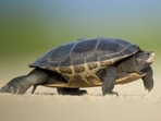 A specialised anti-poaching and wildlife crime unit in MP recovered 21 turtles of protected species after being informed by an arrested gang member.