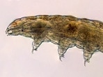 A preflight light micrograph of a typical terrestrial tardigrade of the Milnesium genus seen at 40X magnification. 
