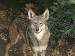 A red wolf, a species once declared extinct in the wild. A red wolf, a species once declared extinct in the wild.