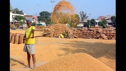 Bumper paddy yield a procurement challenge in Punjab Bumper paddy yield a procurement challenge in Punjab